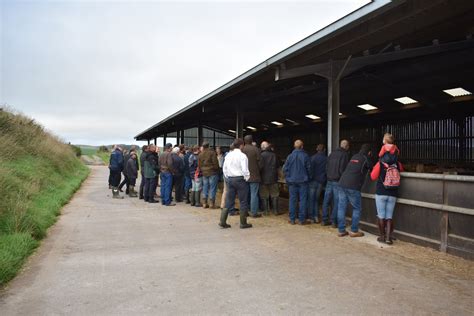 Sba Farm Walk Scott Hendersons Image Gallery National Beef