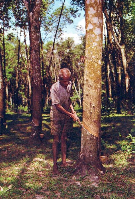 Vintage Continental Size Postcard A Rubber Tapper Malaysia Asia