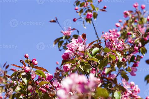 pink beautiful flowering trees 9420950 Stock Photo at Vecteezy