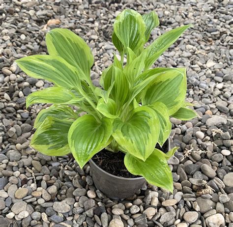 Hosta Pilgrim Plantain Lily Pilgrim Crin De Toamna