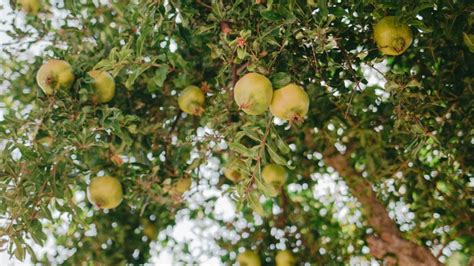 Abono en polvo casero para nutrir árboles frutales Gastrolab