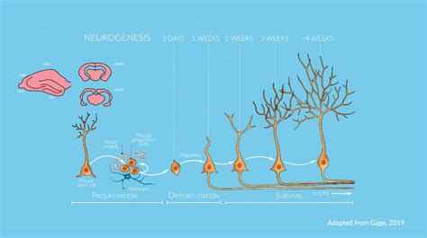 Addressing Sex As A Biological Variable In Preclinical Pharmacology And