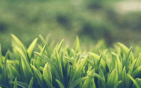 Wallpaper Sunlight Nature Field Branch Green Tree Leaf Flower