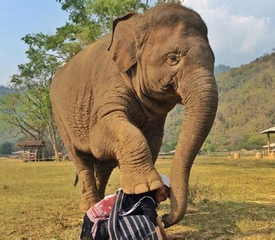 Faa Mai doing her own way greeting to Lek, this is the elephant kiss ...