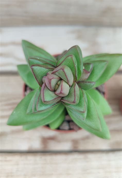 Crassula Benjamin Succulentes Et Jolies Plantes