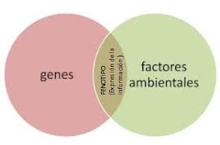 GENÉTICA INTERACCIÓN AMBIENTE GENOTIPO