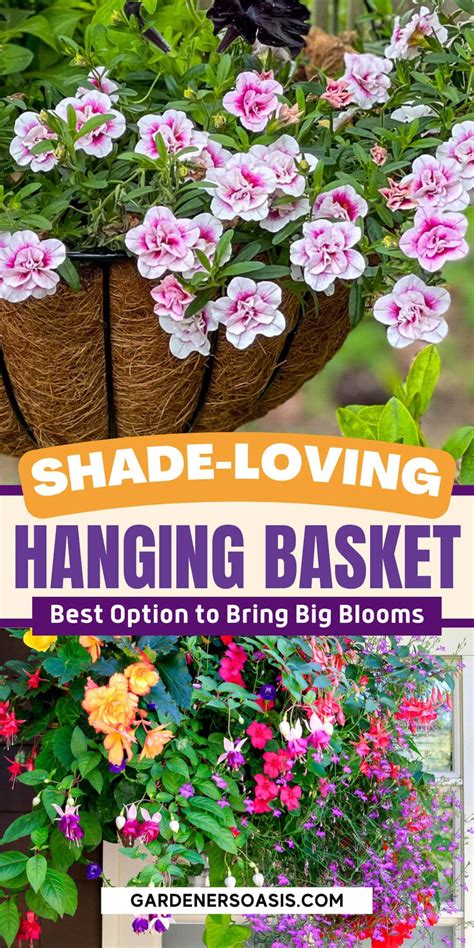 Best Hanging Basket Plants For Shade in 2025 | Plants for hanging