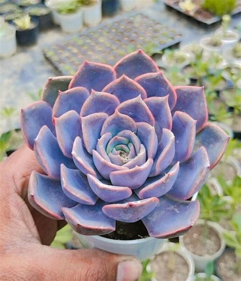 Echeveria Laulensis Succulent Plant Bhimtal Nursery