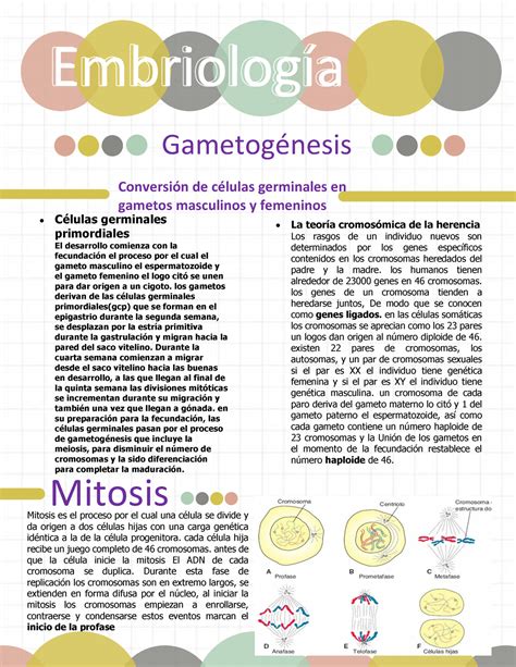 Resumen Gametogenesis Primera Semana Gametog Nesis Embriolog A