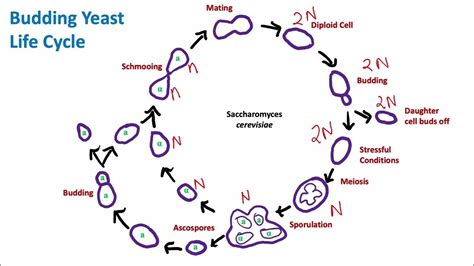 Budding Yeast Life Cycle Saccharomyces Cerevisiae Mycology Biology