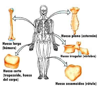 Sistema Òseo TIPOS DE HUESO