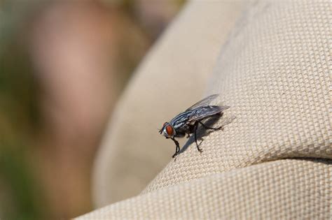 Flesh Fly Catseye Pest Control