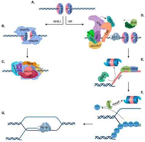 Cancers Free Full Text Ubiquitylation Mediated Fine Tuning Of Dna Double Strand Break Repair