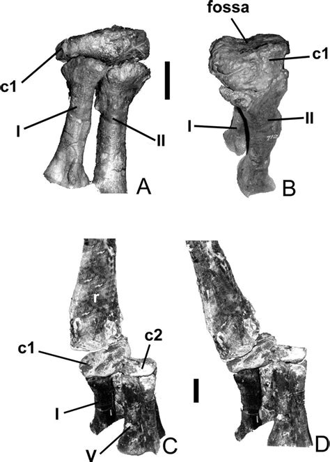 Carpus anatomy and articulation in Camarasaurus. A, C. supremus (AMNH... | Download Scientific ...