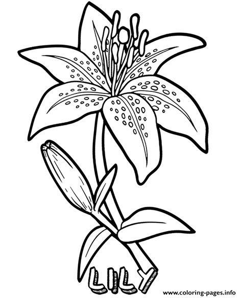 Lily Flower Coloring Page Printable