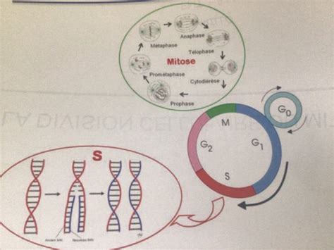 Les Phases Du Cycle Cellulaire Flashcards Quizlet