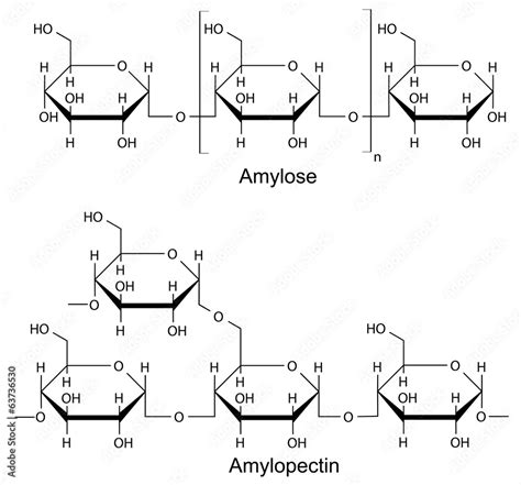 Structural Components Of The Starch Chemical Formula Vector De Stock