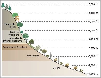 Sonoran Desert Climate Graph