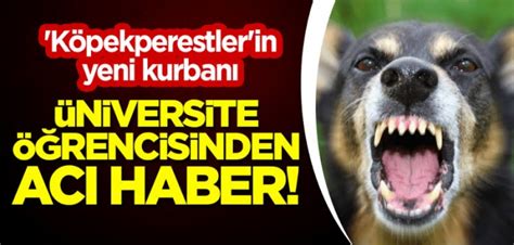 sokak köpekleri kebap yapılıp yoksullara verilsin uludağ sözlük galeri