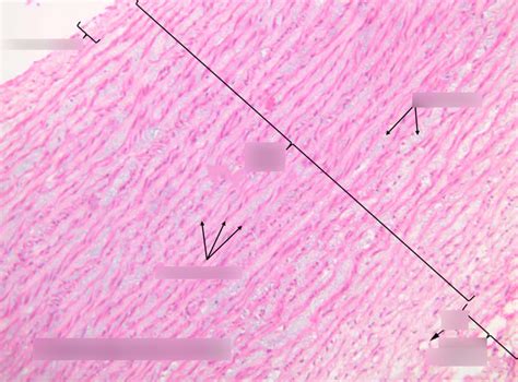 Histo Cardio Diagram Quizlet