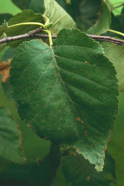 Betula Cordifolia Alchetron The Free Social Encyclopedia