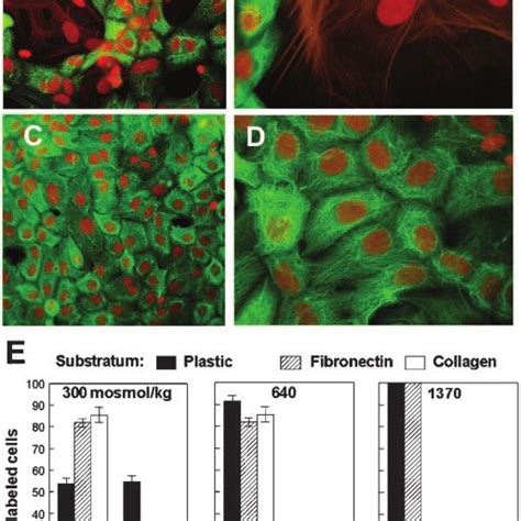 Expression Of The Epithelial Cell Marker Cytokeratin And The