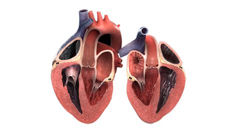 La Next Generation Delle Valvole Cardiache Aula Di Scienze