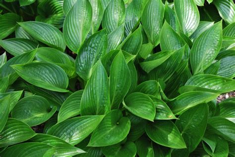 Hosta Devon Green | Emerald Plants