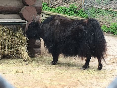 High Park Zoo - Yak - ZooChat