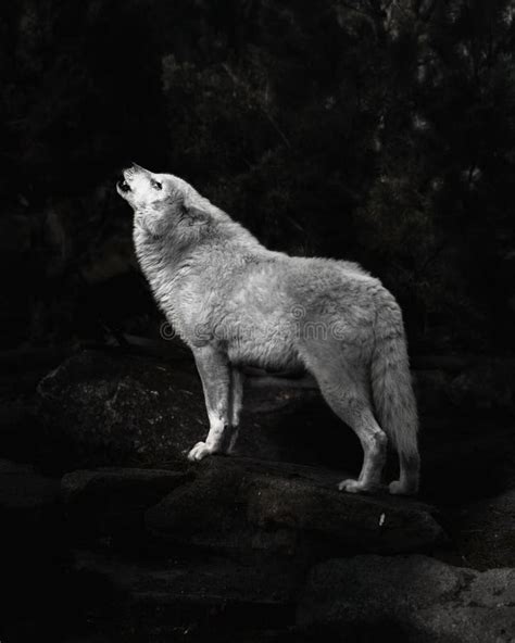 Beautiful Arctic Wolf Canis Lupus Arctos Standing On Rocks And