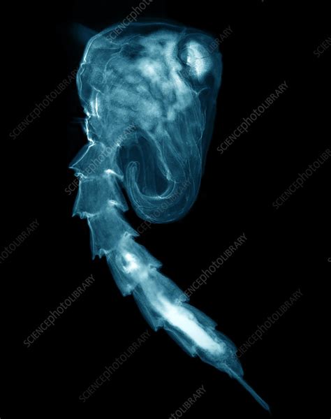 Mosquito pupa - Stock Image - Z341/0335 - Science Photo Library