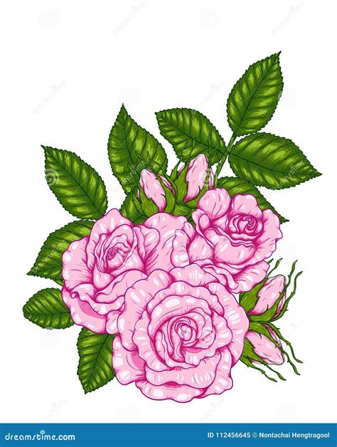 Rose Vector By Hand Drawing Stock Vector Illustration Of Decor