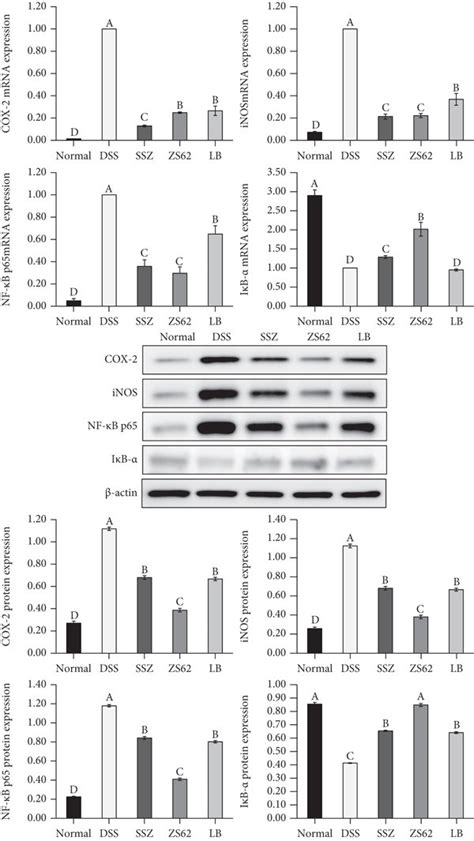 The Mrna And Protein Expression Levels Of Cox 2 Inos Nf κb P65 And