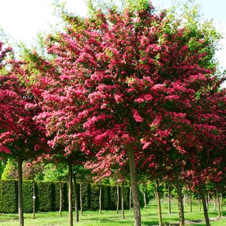 Боярышник в Сады Беловых | интернет-магазин, питомник