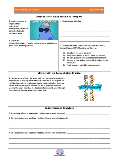 Amoeba Sisters Cell Transport Worksheet