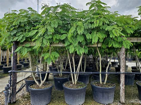 Perzische Slaapboom Albizia Julibrissin Kopen