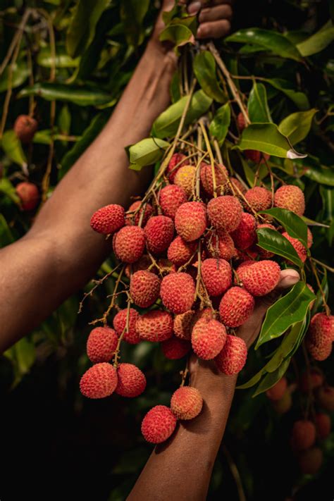 5 bonnes raisons de manger des fruits exotiques réunionnais