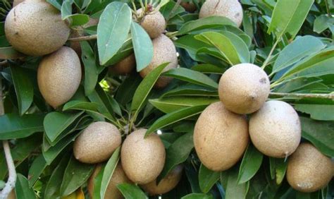 Growing Sapodilla In Containers (Chikoo), Backyards | Agri Farming