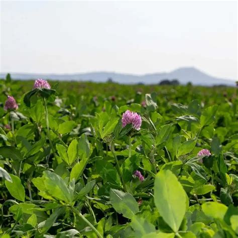 Red Clover Seed Guide Germinal