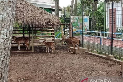 Jember Mini Zoo Dikembangkan Menjadi Lembaga Konservasi Eduwisata