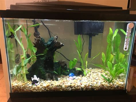 20 Gallon Betta Fish Tank Betta Fish Tank Beta Fish Freshwater