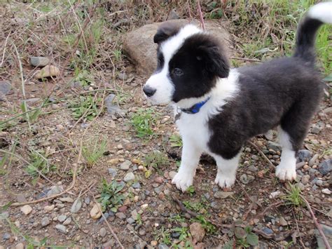 my border collie/German shepherd/Australian shepherd mix | Australian ...