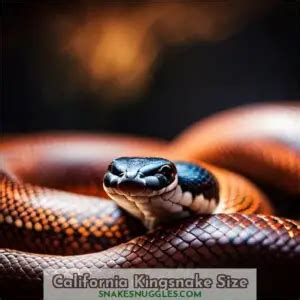 California King Snake Size - How Big Do They Grow and What Impacts Their Growth?