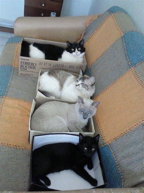 Why Do Our Cats Love Boxes So Much – Viral Cats Blog