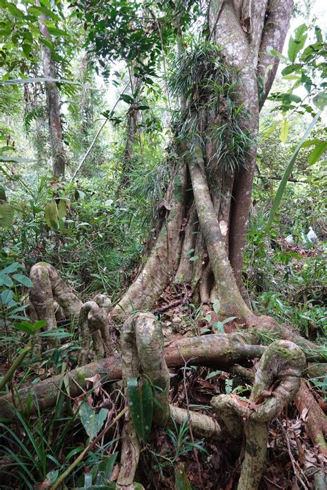 New Giant Tree Species Discovered In Indonesia Sci News