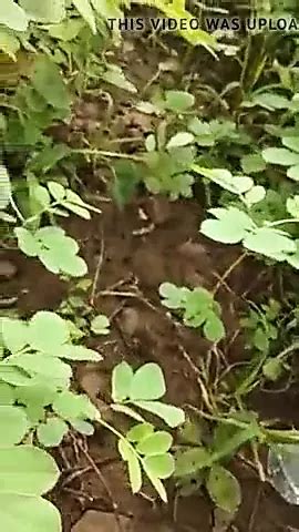 Hindu Aunty And Muslim Guy Free Indian Porn F Xhamster Xhamster