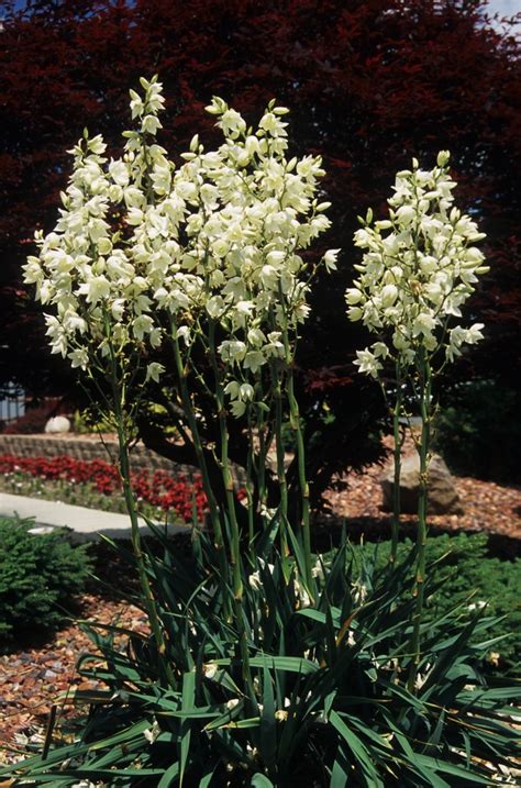 Yucca Filamentosa Adam S Needle Garden Center Marketing