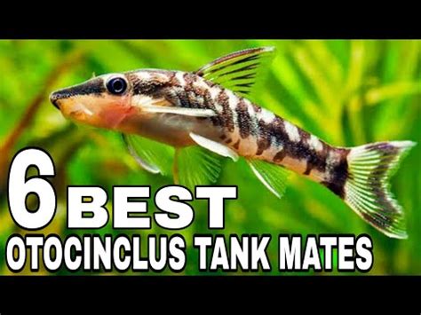 Otocinclus Tank Mates: Choosing the Perfect Companions for Your Aquarium