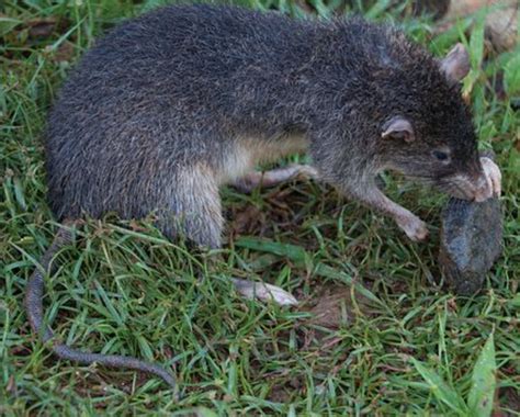 Descubren Una Rata Gigante Que Ha Jugado Al Escondite Miles De Años