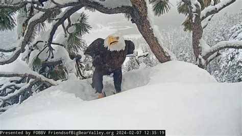 First Big Bear Bald Eagle Egg Probably Not Viable Expert Says